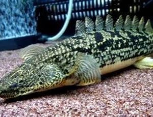 Polypterus bichir 10-15cm