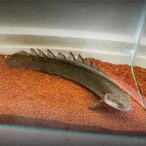 Polypterus Senegalus Semi Platinum 5-7cm
