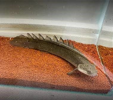 Polypterus Senegalus Semi Platinum 5-7cm