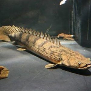 Polypterus congicus 22-27cm