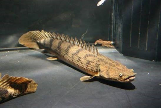 Polypterus congicus 22-27cm