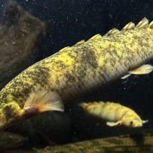 Polypterus Senegalus Marble 15cm