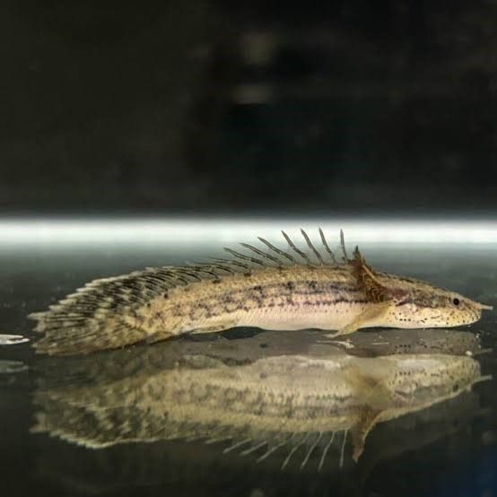 Polypterus congicus 22-27cm - Imagem 2