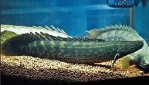 Polypterus Lapradei 8 a 10 cm