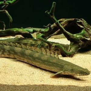 Polypterus Lapradei 11 a 15cm