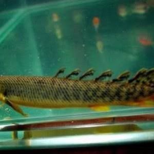 Polypterus Palmas Polli 20 a 23cm
