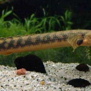 Polypterus Retropinnis 18 a 25 cm