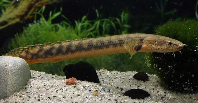 Polypterus Retropinnis 18 a 25 cm