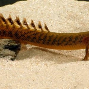 Polypterus Teugelsi 7-10cm