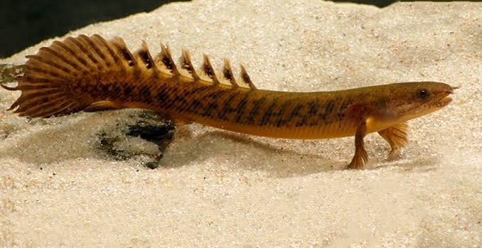 Polypterus Teugelsi 11-13cm
