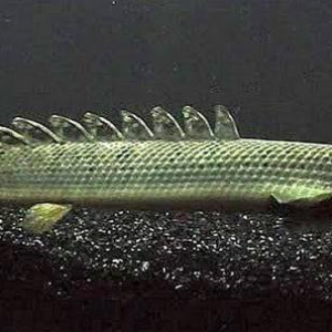 Polypterus weeksii 18-25cm (bichir-manchado)