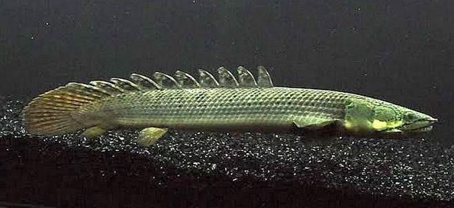 Polypterus weeksii 18-25cm (bichir-manchado)