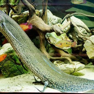 Peixe-Pulmonado-Marmorizado (Protopterus aethiopicus)