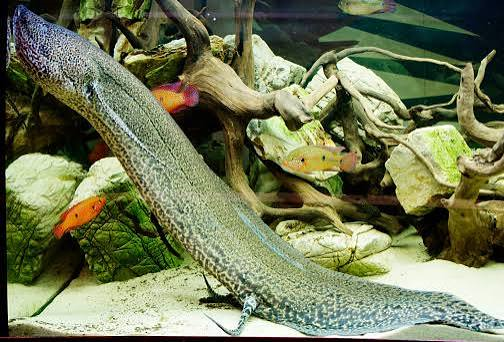 Peixe-Pulmonado-Marmorizado (Protopterus aethiopicus)